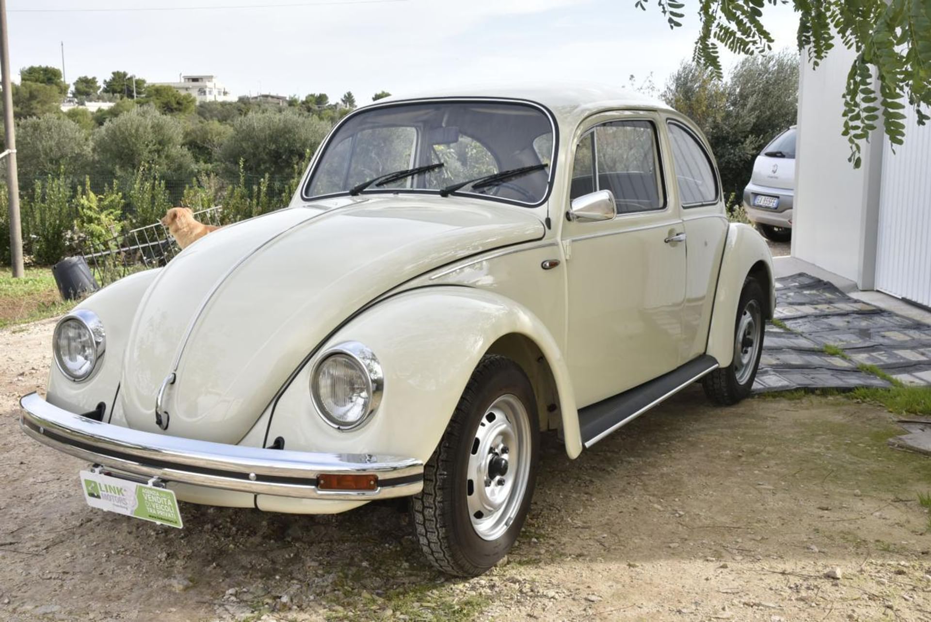 Volkswagen Maggiolino