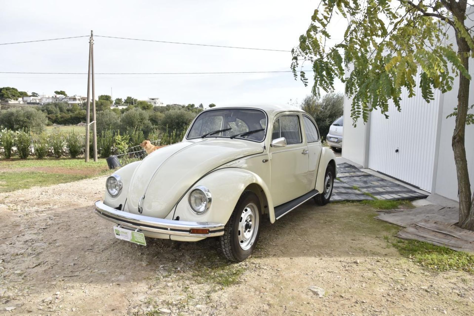 Volkswagen Maggiolino